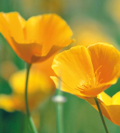 Flores del campo
