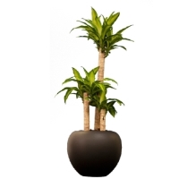 Dracaena