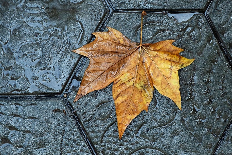 La llum, un factor clau en la depressió de tardor