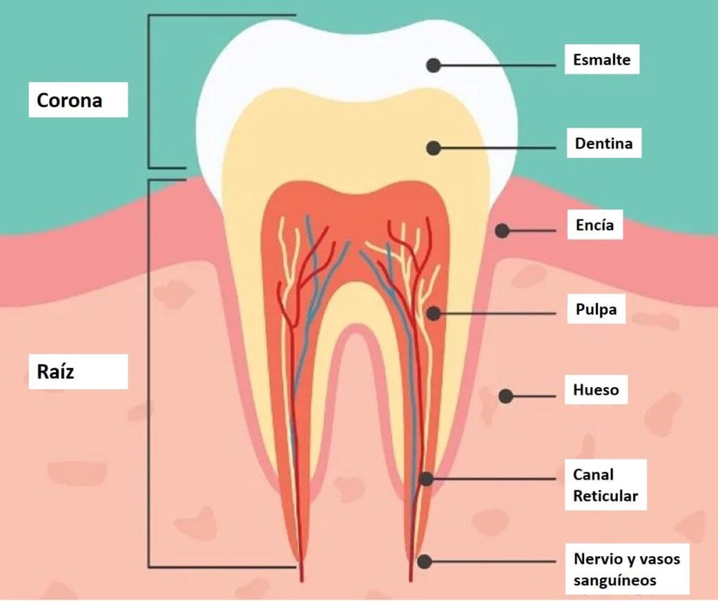 Qué es y cómo se trata la necrosis dental