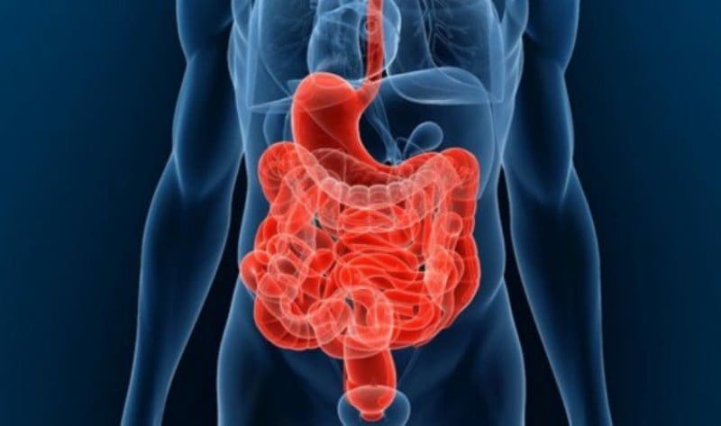 Disbiosis intestinal: Causas, síntomas y cómo restaurar el equilibrio